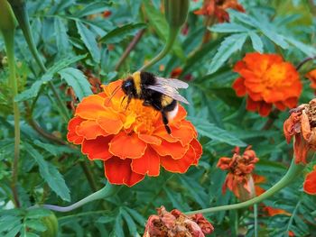 Close-up of bee pollinating on flower