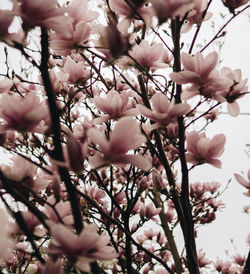 Low angle view of cherry blossoms in spring