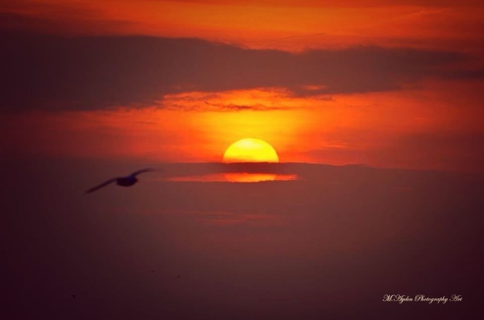 sunset, orange color, bird, scenics, flying, beauty in nature, silhouette, sun, tranquil scene, sea, sky, animal themes, tranquility, water, idyllic, nature, wildlife, animals in the wild, one animal, horizon over water