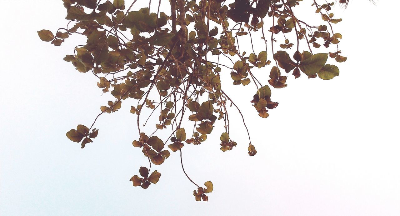 LOW ANGLE VIEW OF TREE