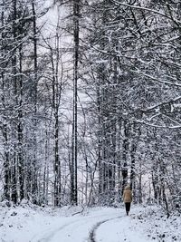 Bare trees in forest during winter