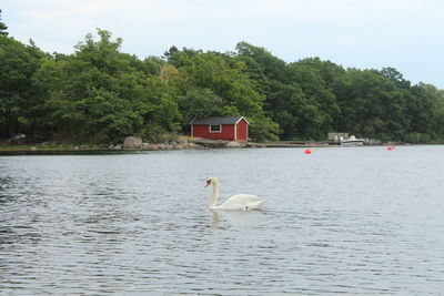 Swan swimming in a lake