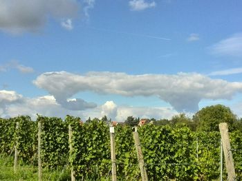 Scenic view of field against blue sky