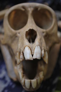 Close-up of animal bone