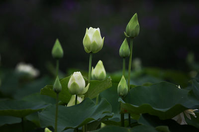 Close-up of flowering plant