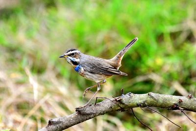 Bird perching on a branch