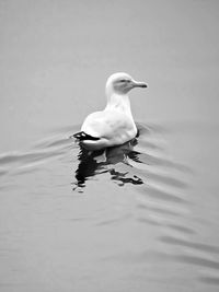High angle view of seagull swimming in lake