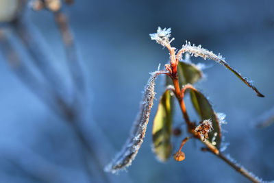 Close-up of frozen plant