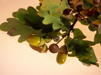 Close-up of fruits growing on tree against green background