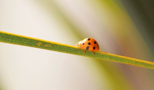 Close-up of ladybug on leaf