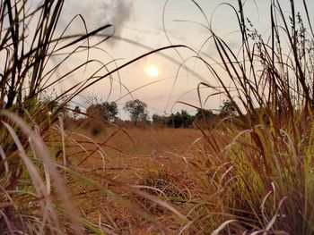 Close-up of grass on field against sky