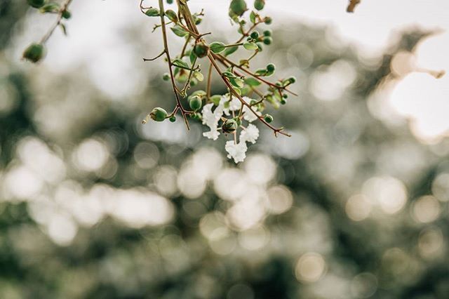 growth, focus on foreground, leaf, selective focus, close-up, nature, plant, branch, freshness, tree, beauty in nature, fragility, twig, outdoors, growing, day, green color, no people, tranquility, sunlight