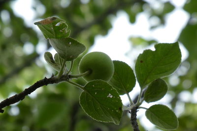 Close-up of berries growing on tree