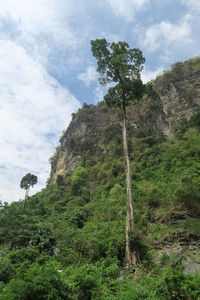 Low angle view of trees on mountain against sky