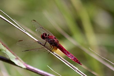 Close-up of damselfly on leaf