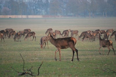 Horses on field