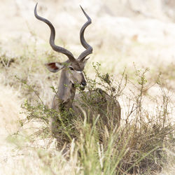Close-up of antelope resting on field