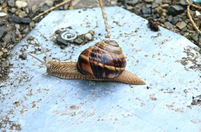 High angle view of snail on rock