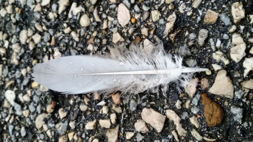 Close-up of feather on water