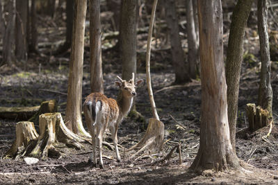 Back view of cute young male fallow deer standing in wooded area clearing looking back