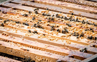 High angle view of insect on barbecue grill