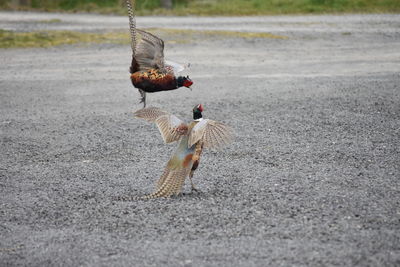 View of birds on street