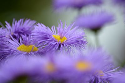 Close-up of purple flowers