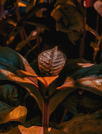 Close-up of dry leaves on plant