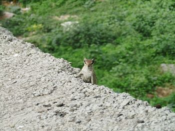 Squirrel sitting on rock