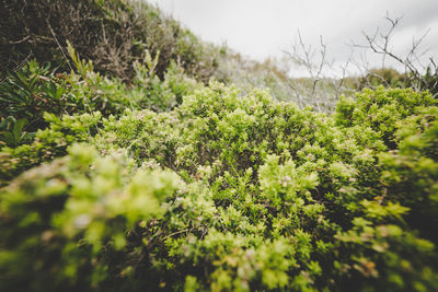 Close-up of fresh green plants against sky