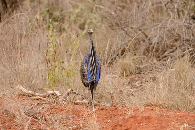 Bird perching on a field