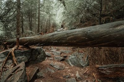 Fallen tree in forest