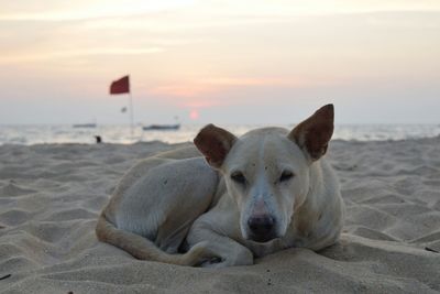 Portrait of dog relaxing on beach