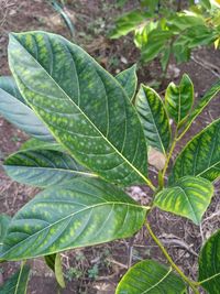 High angle view of green leaf on field