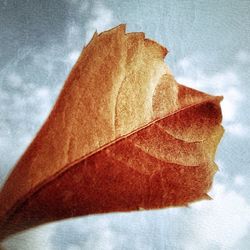 Close-up of tree against sky