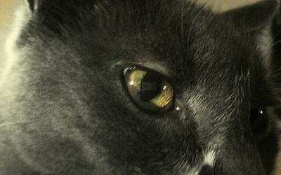 Close-up of black cat