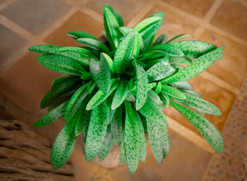 High angle view of potted plant on table