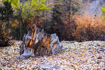 Close-up of snow covered land during autumn