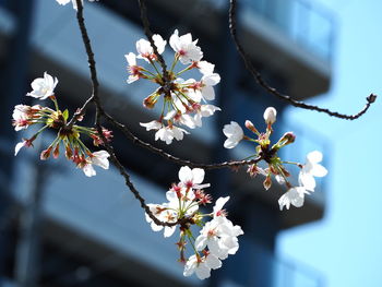 Close-up of white cherry blossom tree