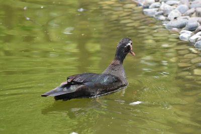Duck swimming in lake