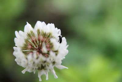 Close-up of insect on white flower