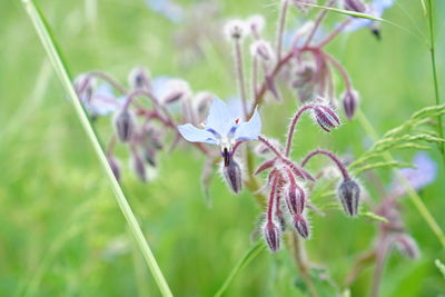 Close-up of flowers blooming outdoors