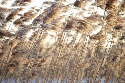 Low angle view of reeds growing on field