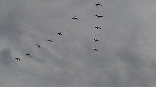 Low angle view of birds flying in sky