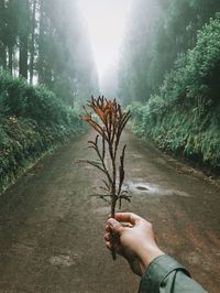 Cropped hand holding plant against trees