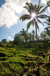 Scenic view of coconut palm trees on field against sky