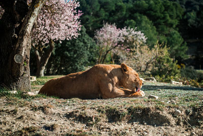 Tiger relaxing outdoors