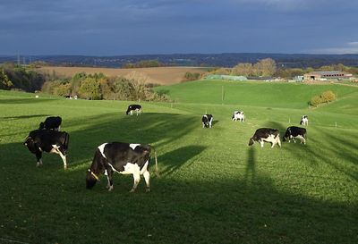 Cows grazing in the field