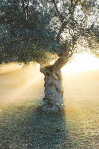 Tree on field