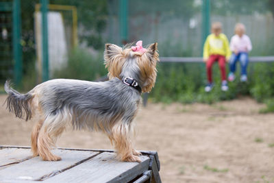 Portrait of dog running on riverbank